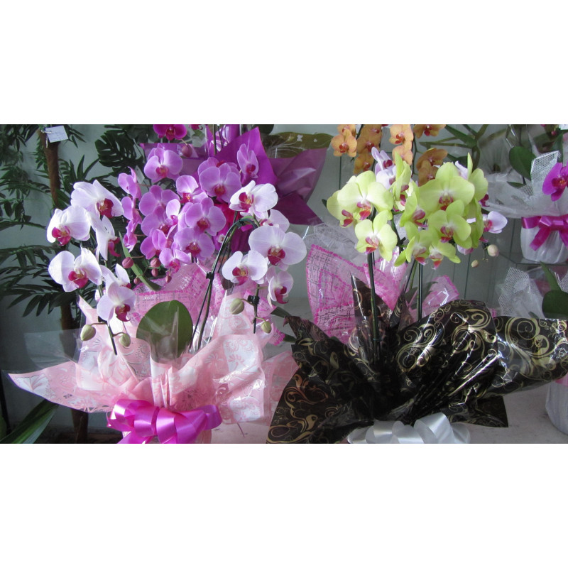 Orquídea cores variadas